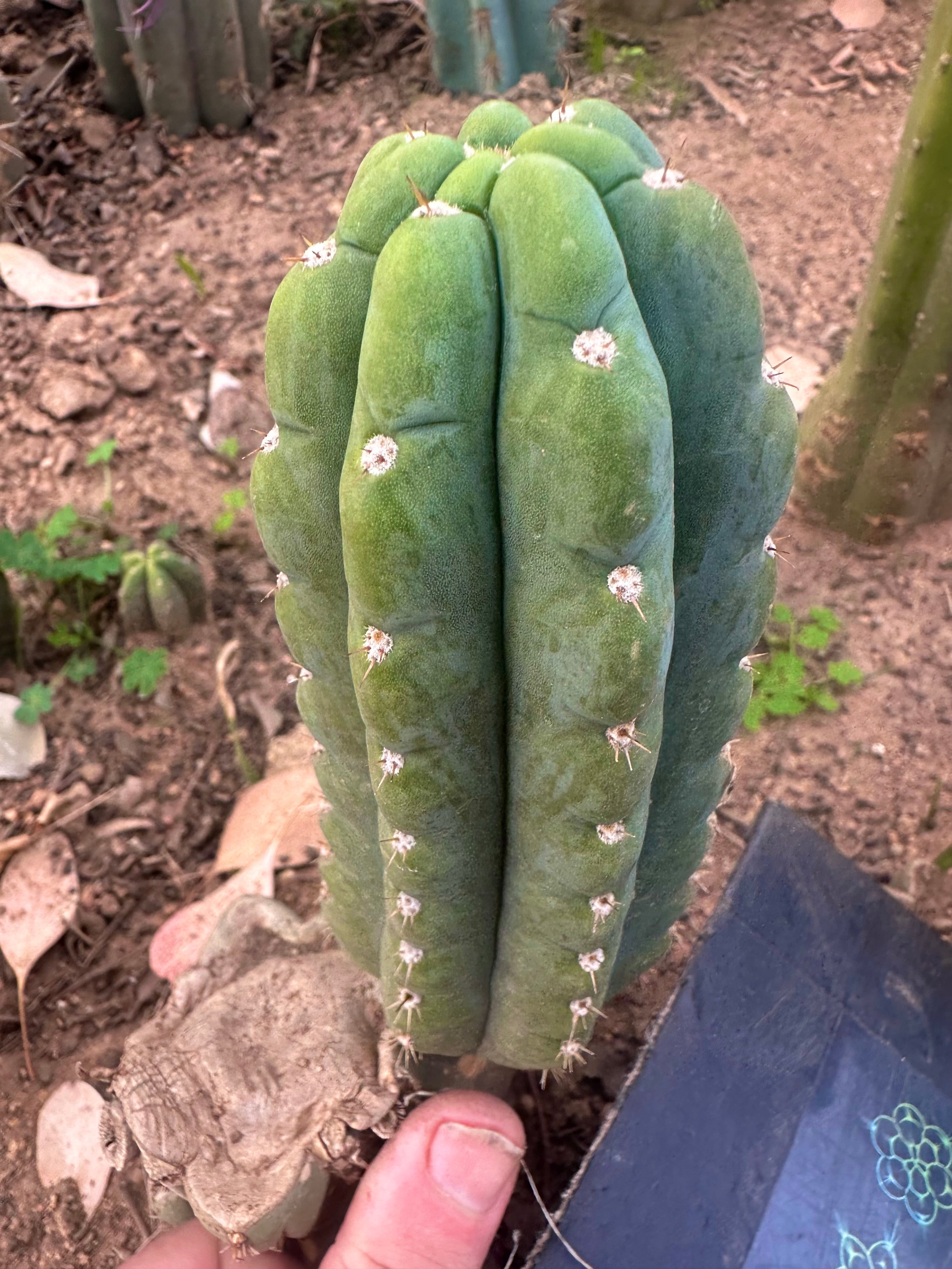 💎👑🌶️ Ichoca — 6” Pup