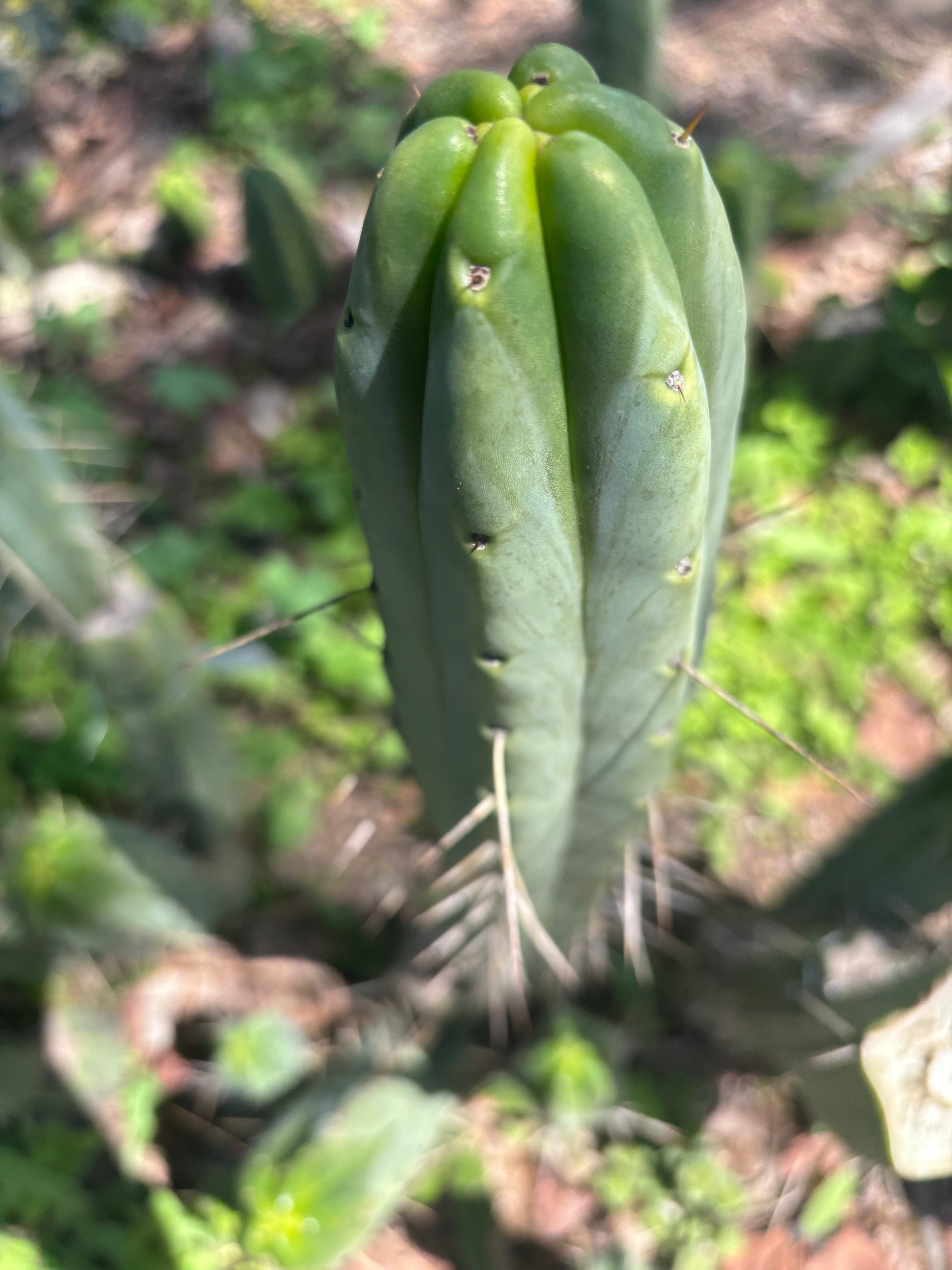 👑🌶️ BBB — 14” Tip