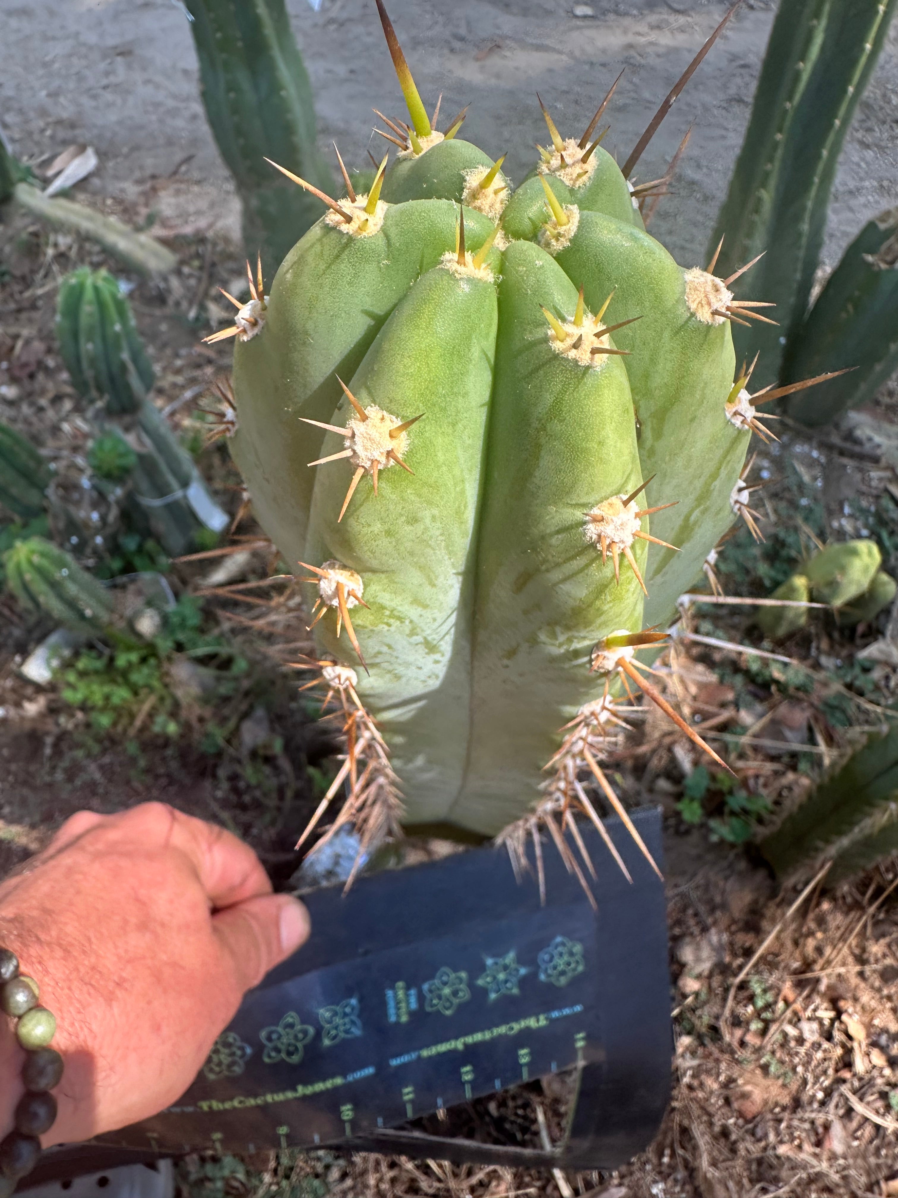 👑 Huaraquina — Chonky 10” Tip