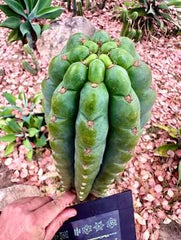 💎👑🌶️  Ichoca — 6” Pup