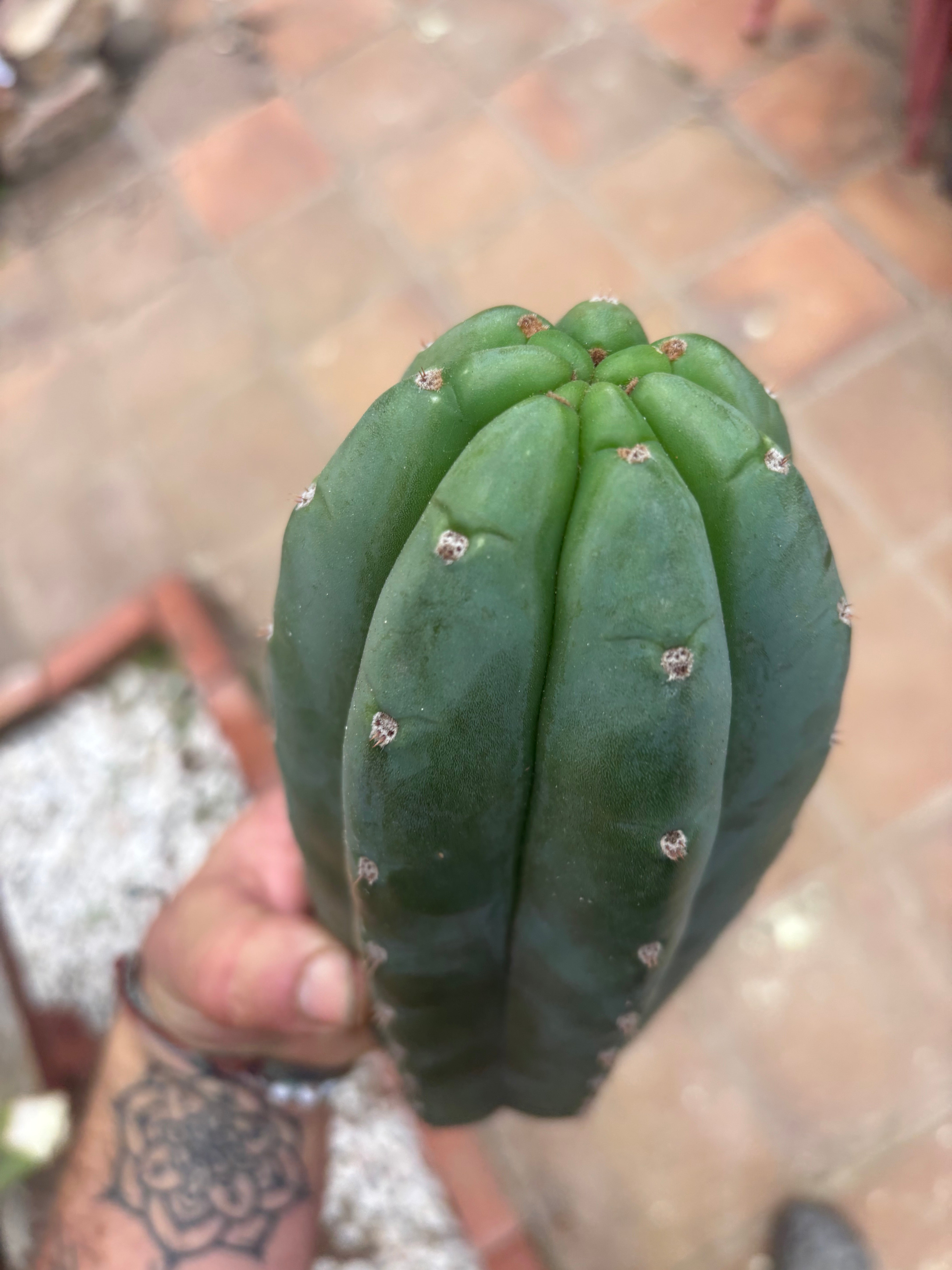 👑🌶️ Pierre — Another Chonky 10” Pup