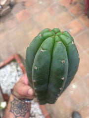 👑🌶️ Pierre — Another Chonky 10” Pup
