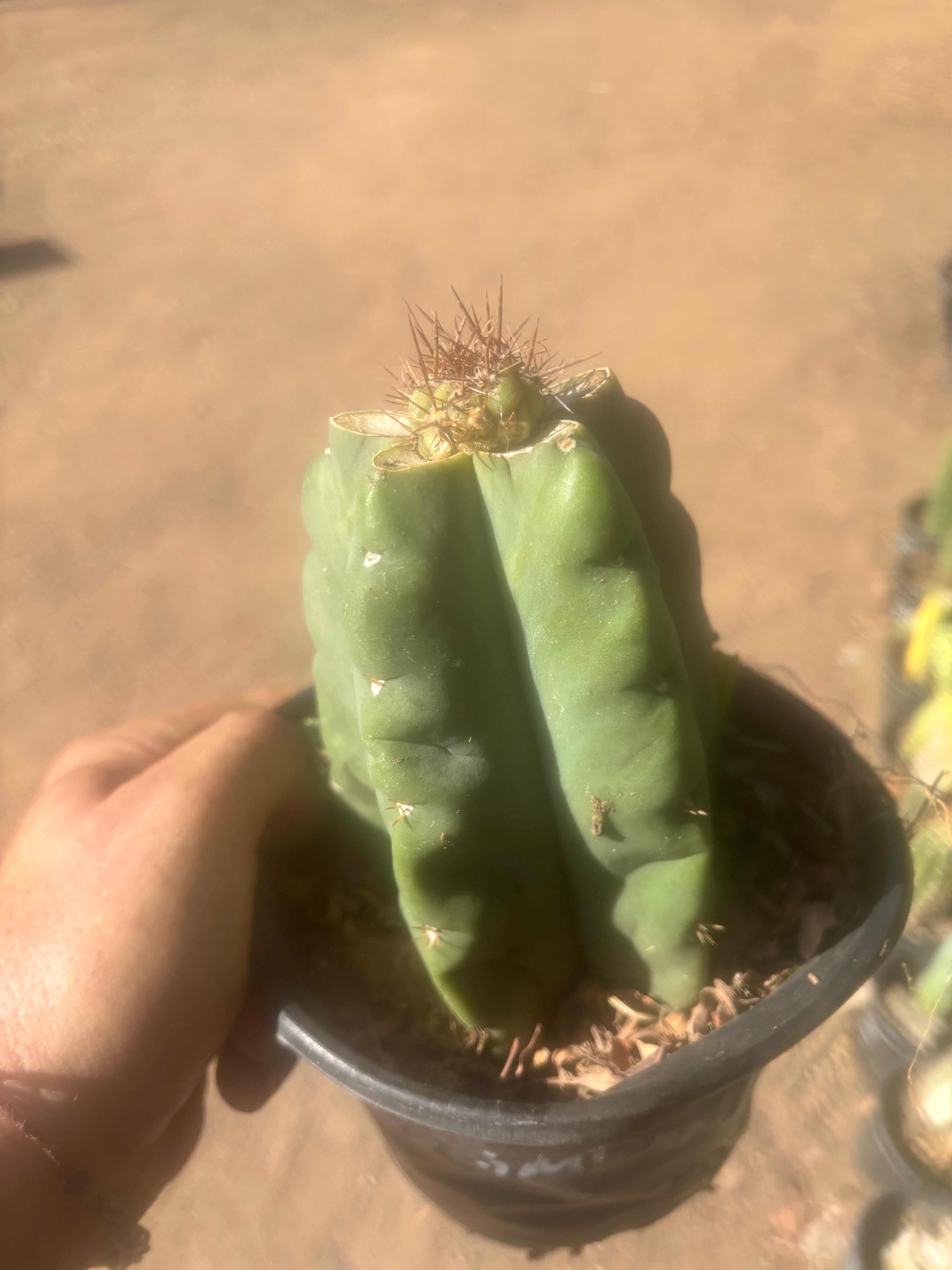 💎👑💎 T. Coquimbanus — Pup Graft on Rooted Scop