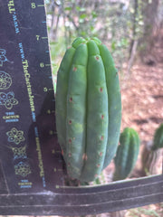 💎👑🌶️🌶️ KR04 — 6” Pup