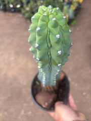 👑💎 Grecas — XL Established Tip Graft, Rooted