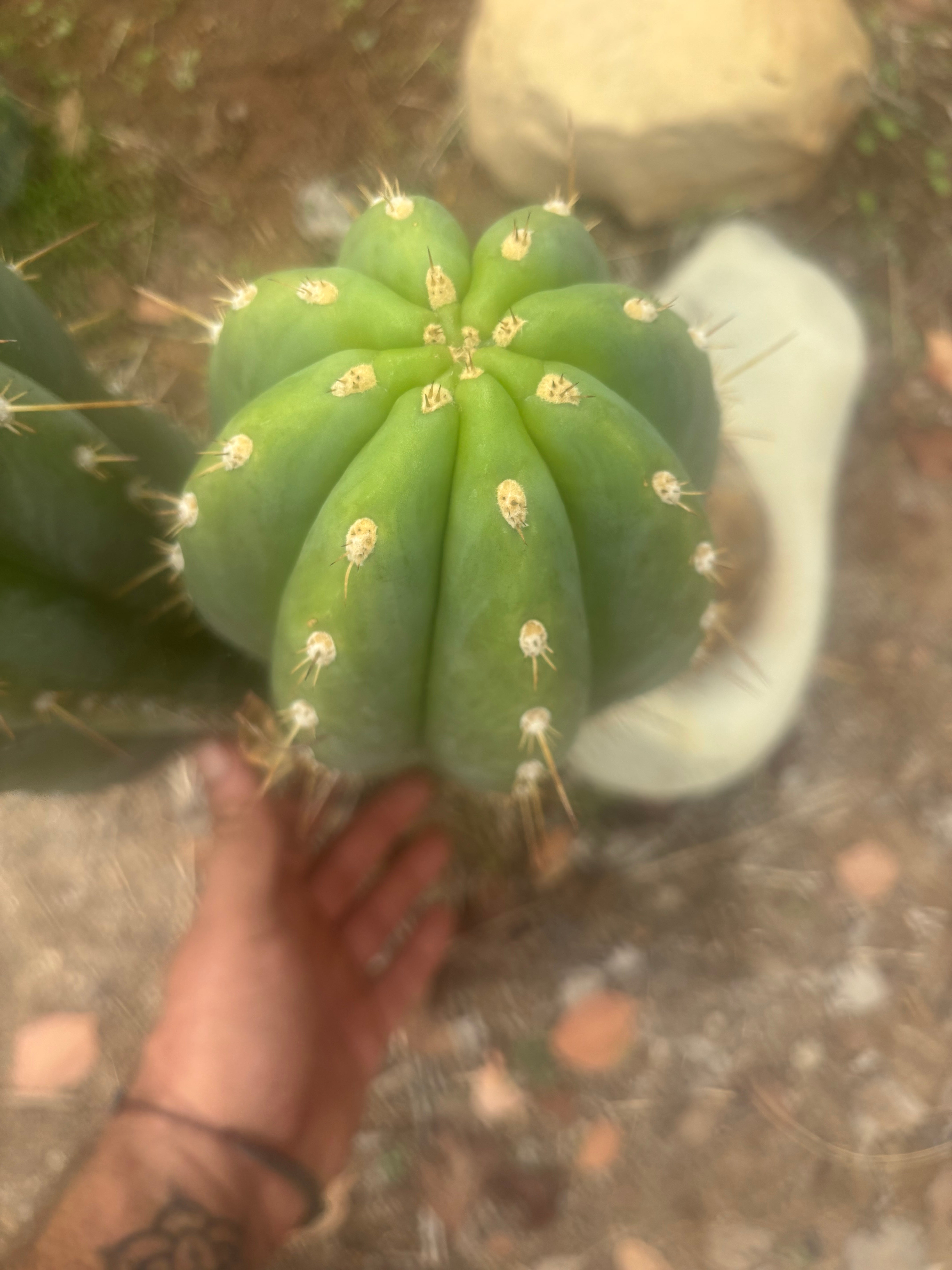 💎 SASS x Sharxx — 13.5” Melon Bomb