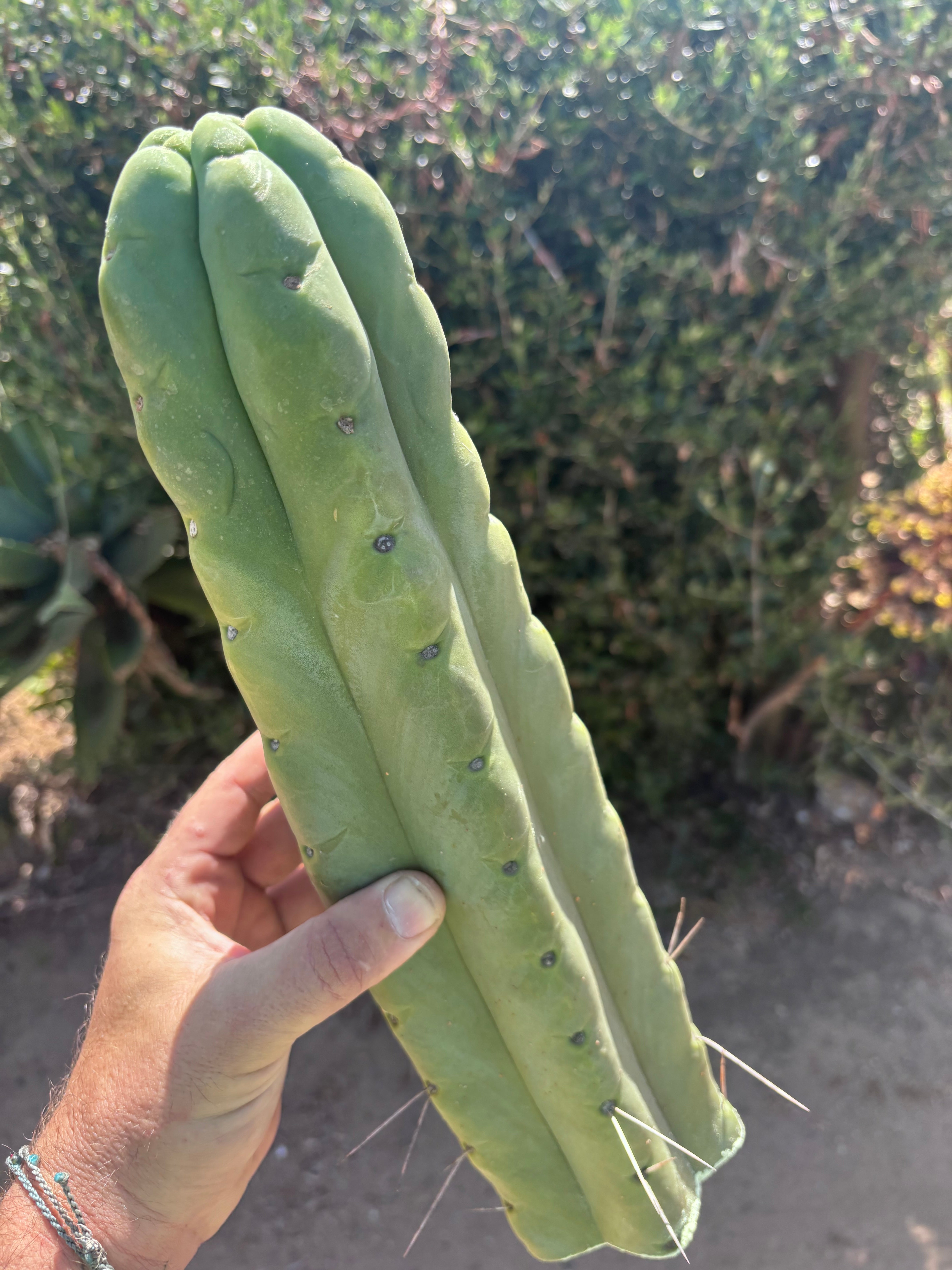👑💎🌶️🌶️ Eileen — XL 14” Mega Tip