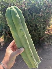 👑💎🌶️🌶️ Eileen — XL 14” Mega Tip