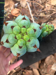 💎👑 Papa Smurf — 8” Chonk Melon