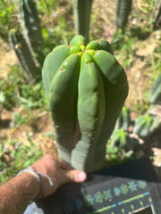 💎 Hulk x Super Pedro —  Massive 14” Tip