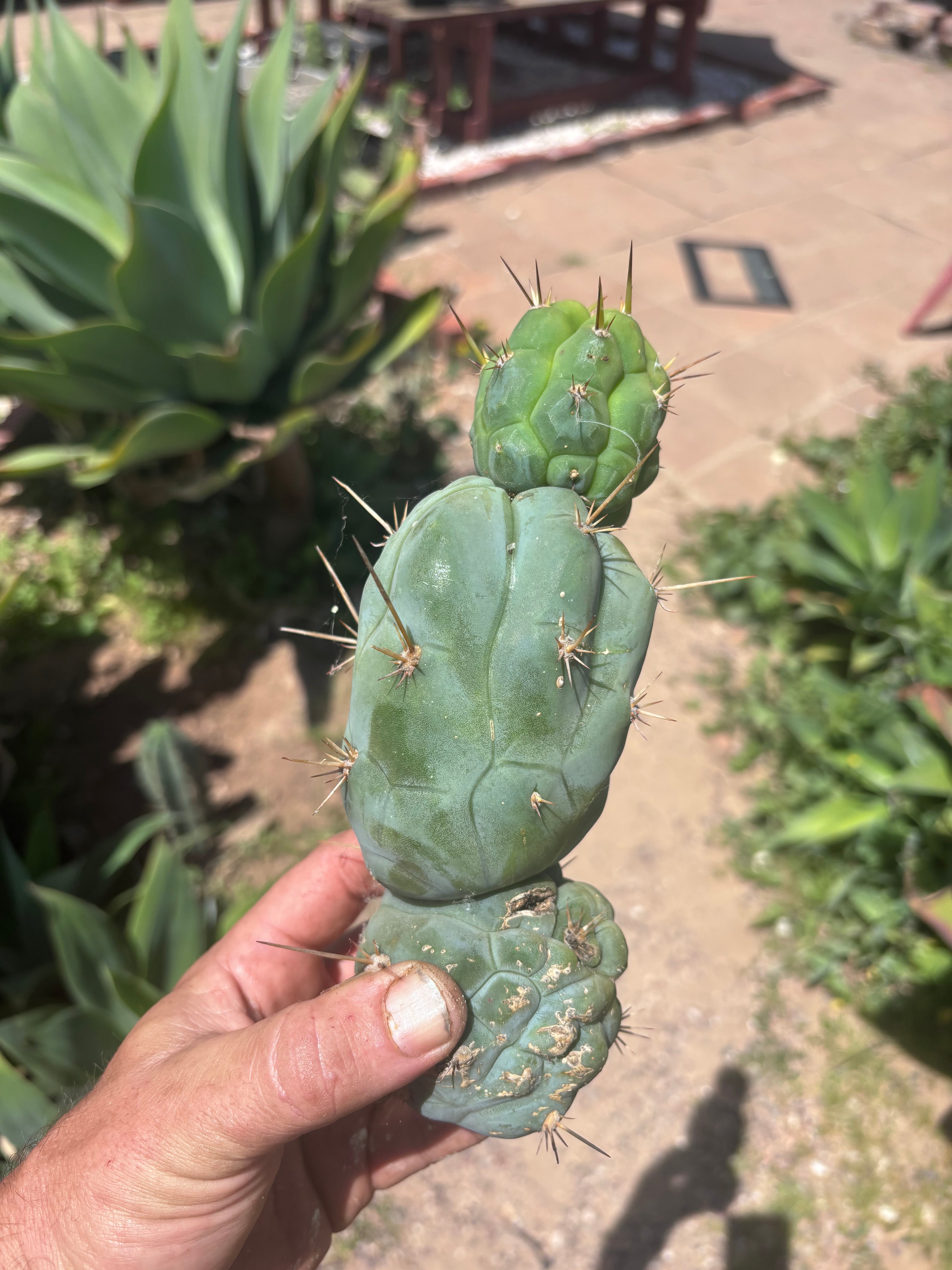 💎👑 Bruce’s Dragon — Chonky 9” Stacker Pup