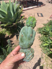 💎👑 Bruce’s Dragon — Chonky 9” Stacker Pup