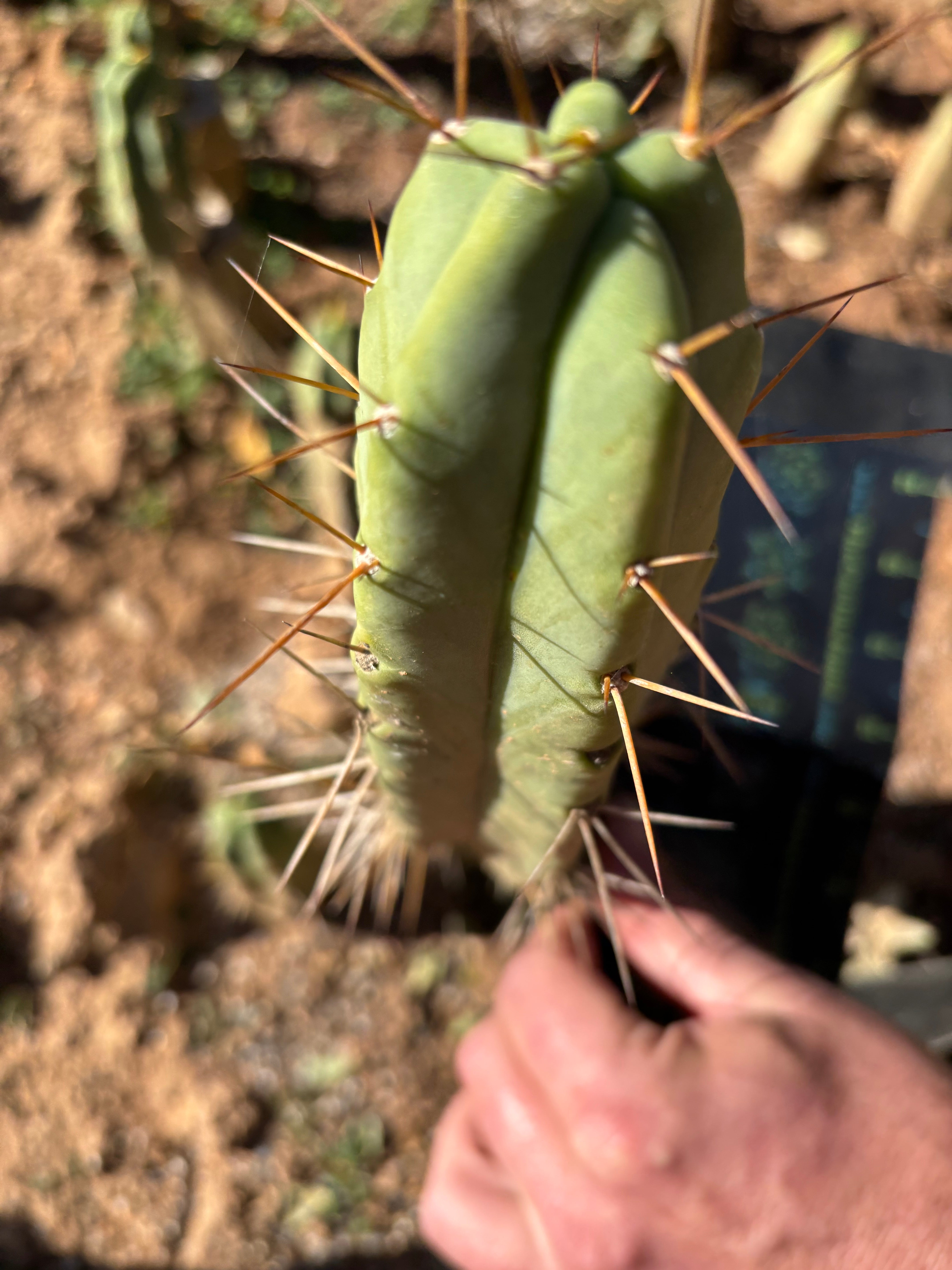👑🌶️🌶️ Dulzura — 9” Pup