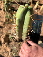 👑🌶️🌶️ Dulzura — 9” Pup