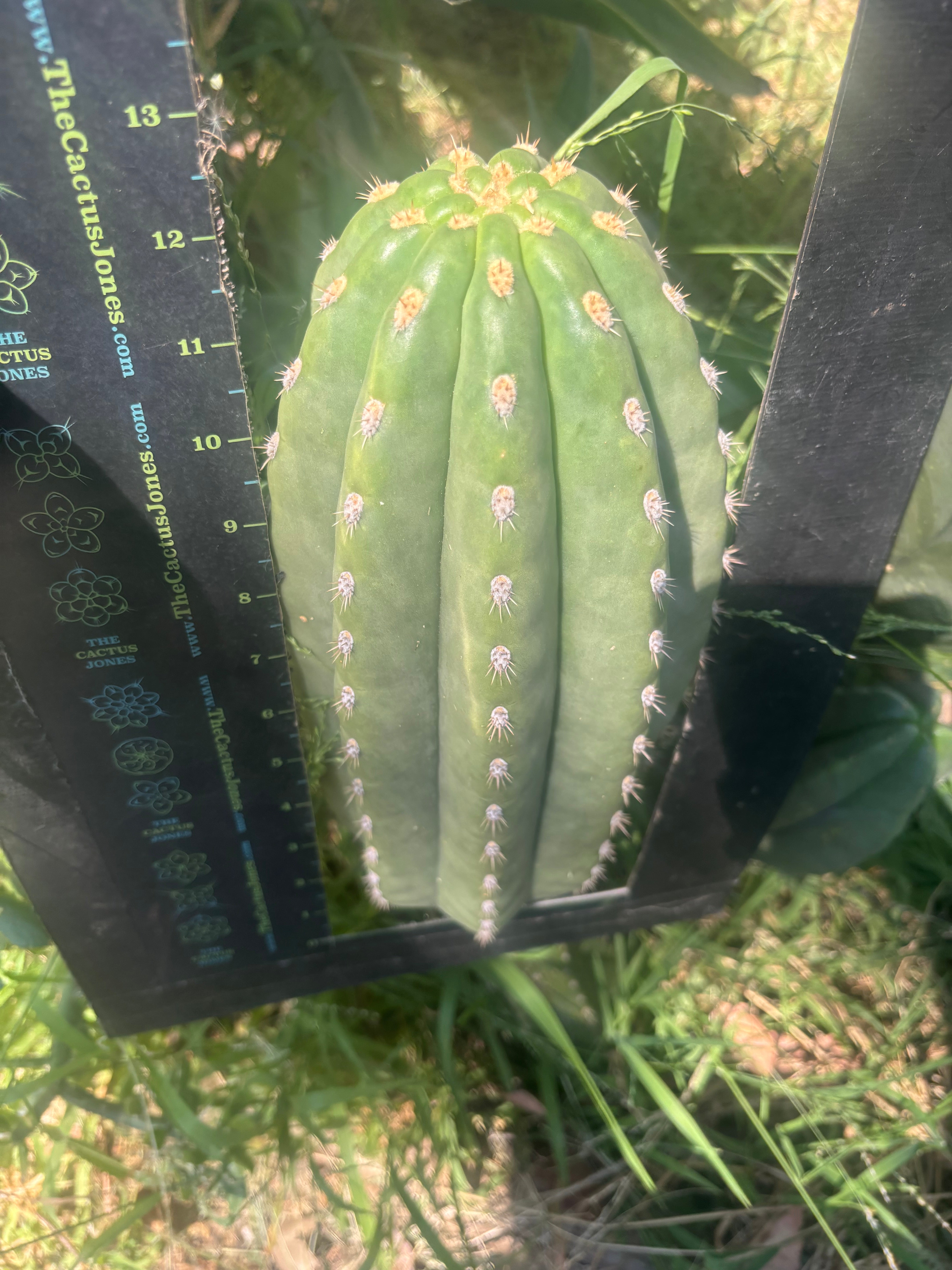 💎👑💎 SASS — Massive 13” Melon