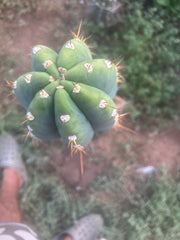 💎👑🌶️ CGG — MASSIVE 17” Melon