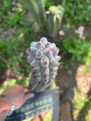 💎 Stenocereus Beneckei