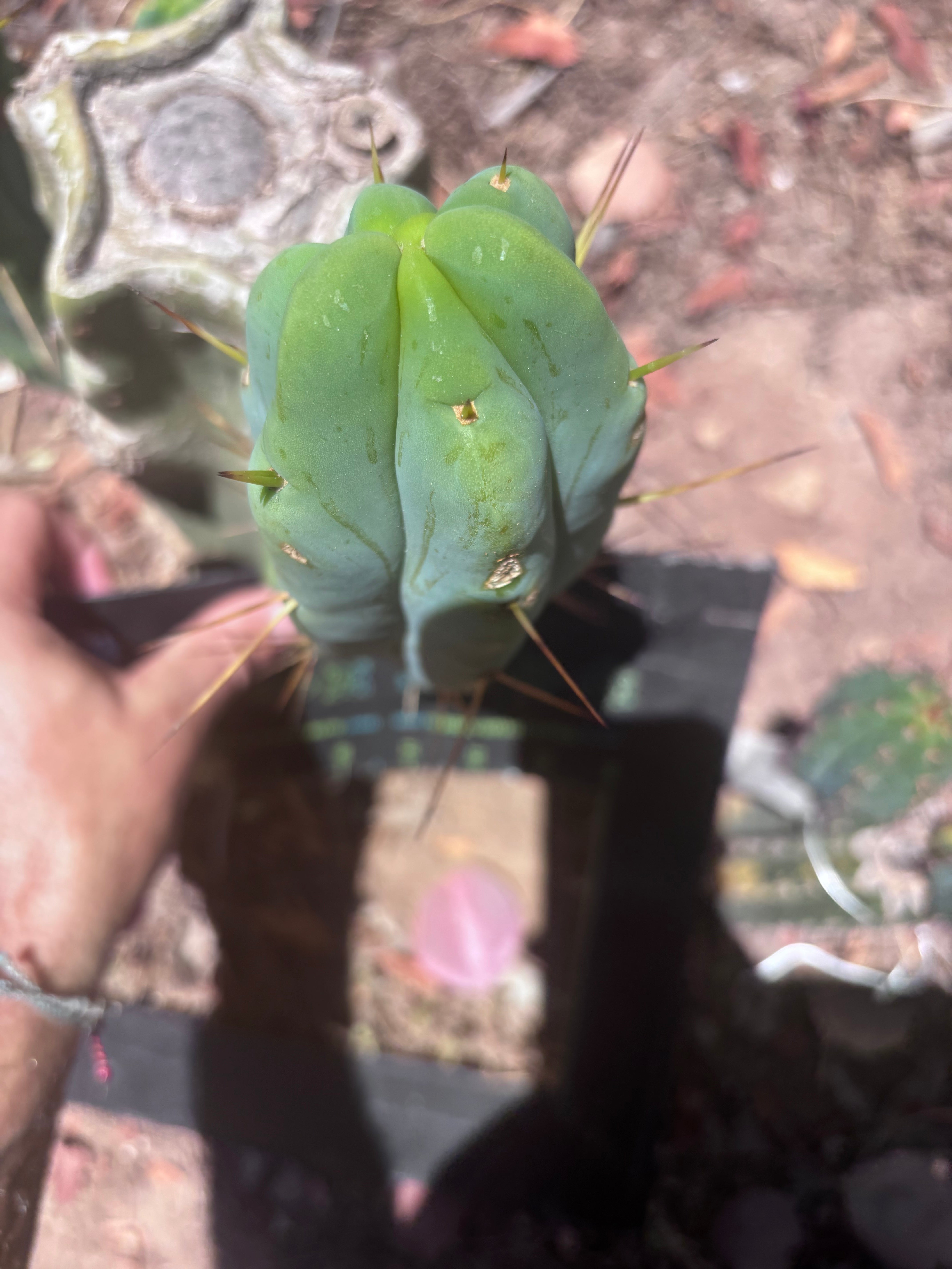 👑🌶️ Caballero — 9” Pup