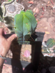 👑🌶️ Caballero — 9” Pup