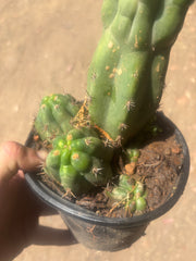 💎 Malo4 x TPM — Rooted Mini Stand