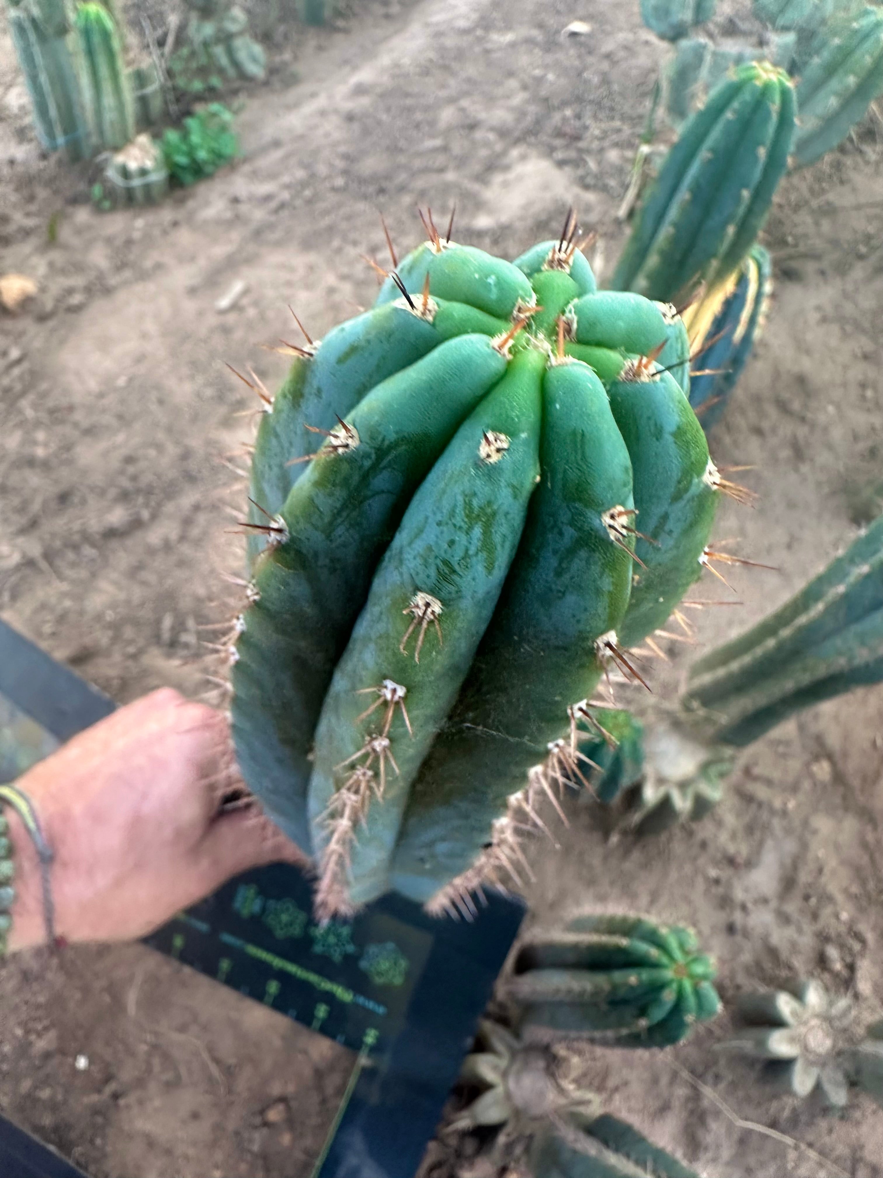 💎👑 Ferret— 13.5” Pup