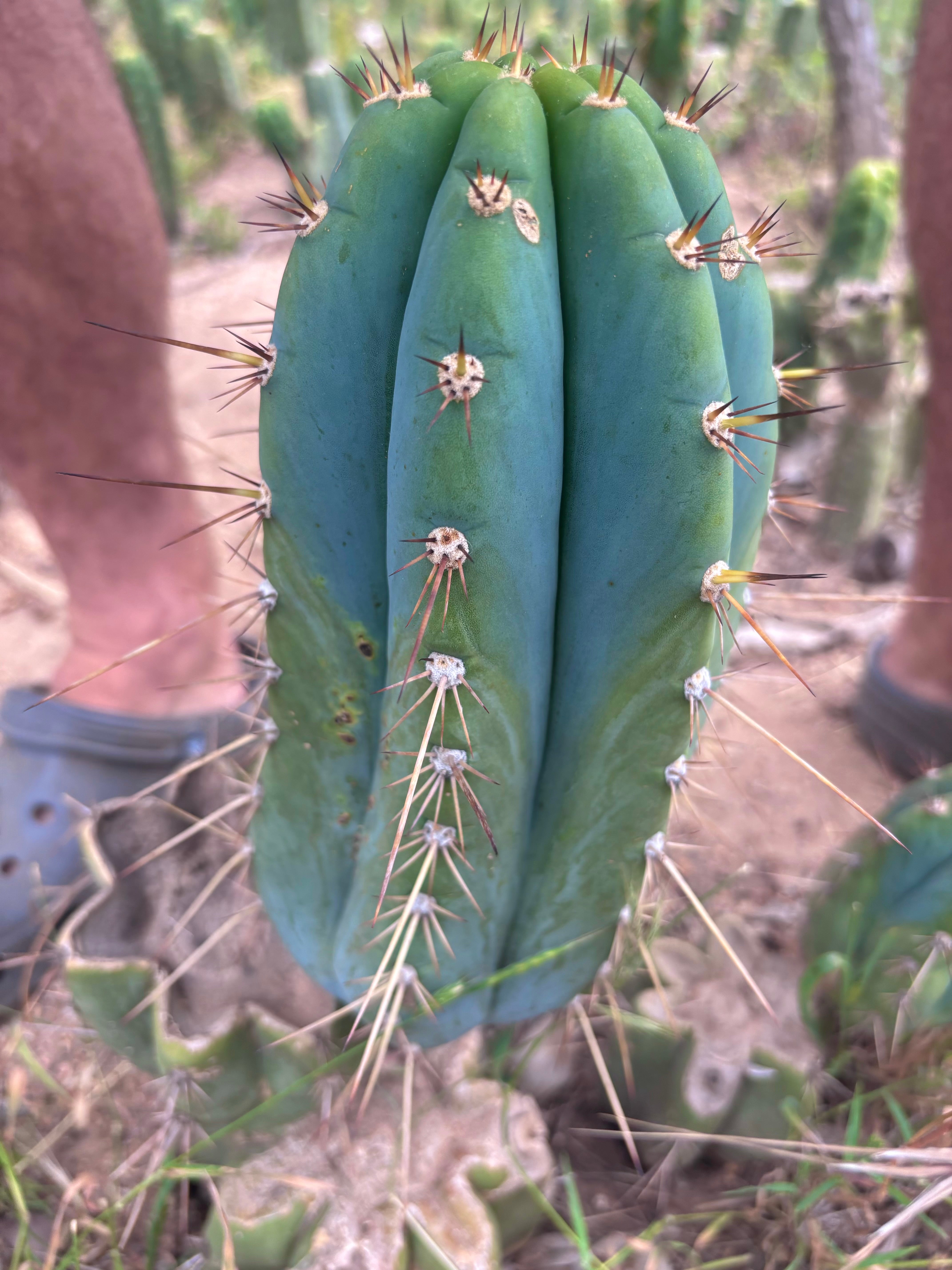 💎👑🌶️ CGG — 10” Blue Melon