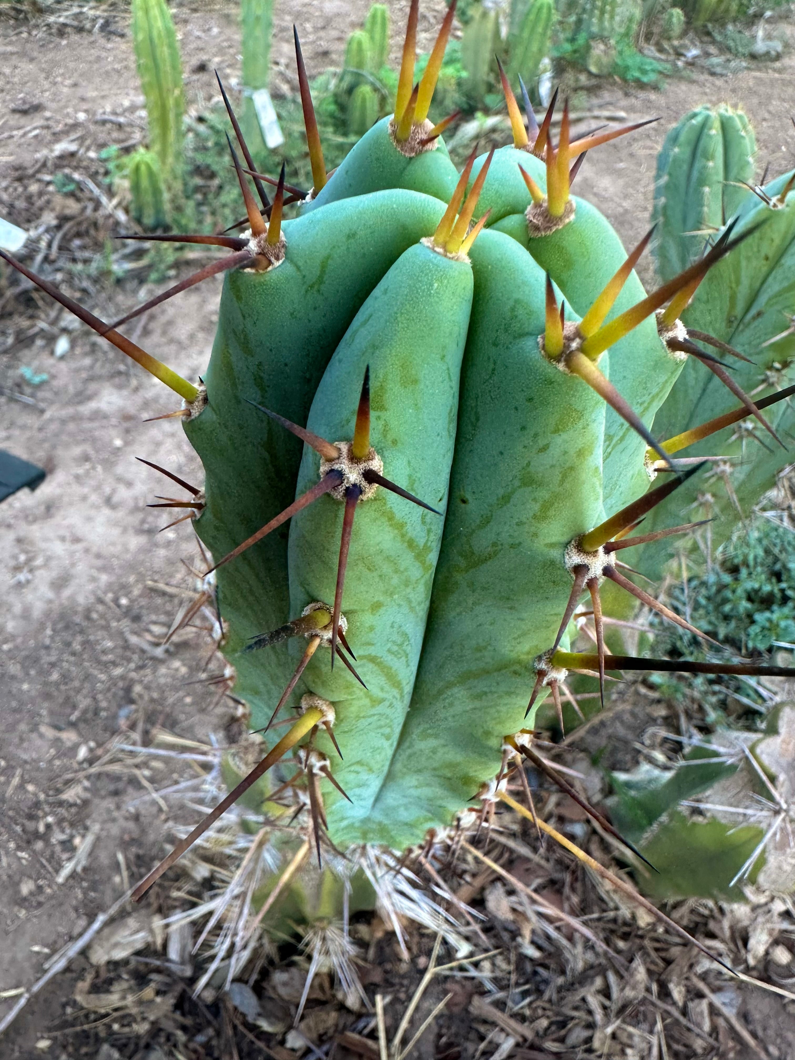 👑🌶️ Sharina — Perfect 8.5” Pup