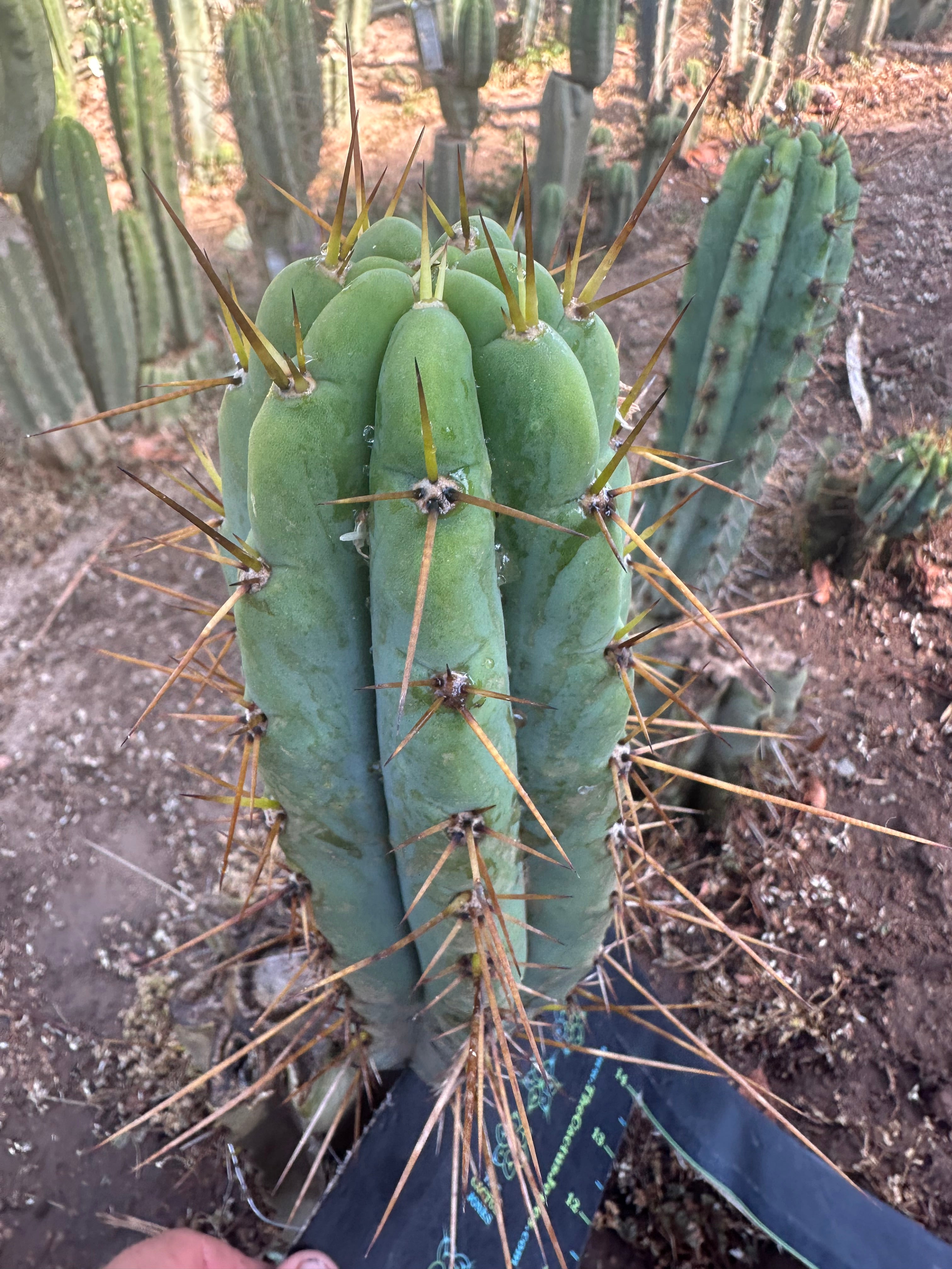 👑🌶️ Nash — 10” Pups