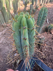 👑🌶️ Nash — 10” Pups