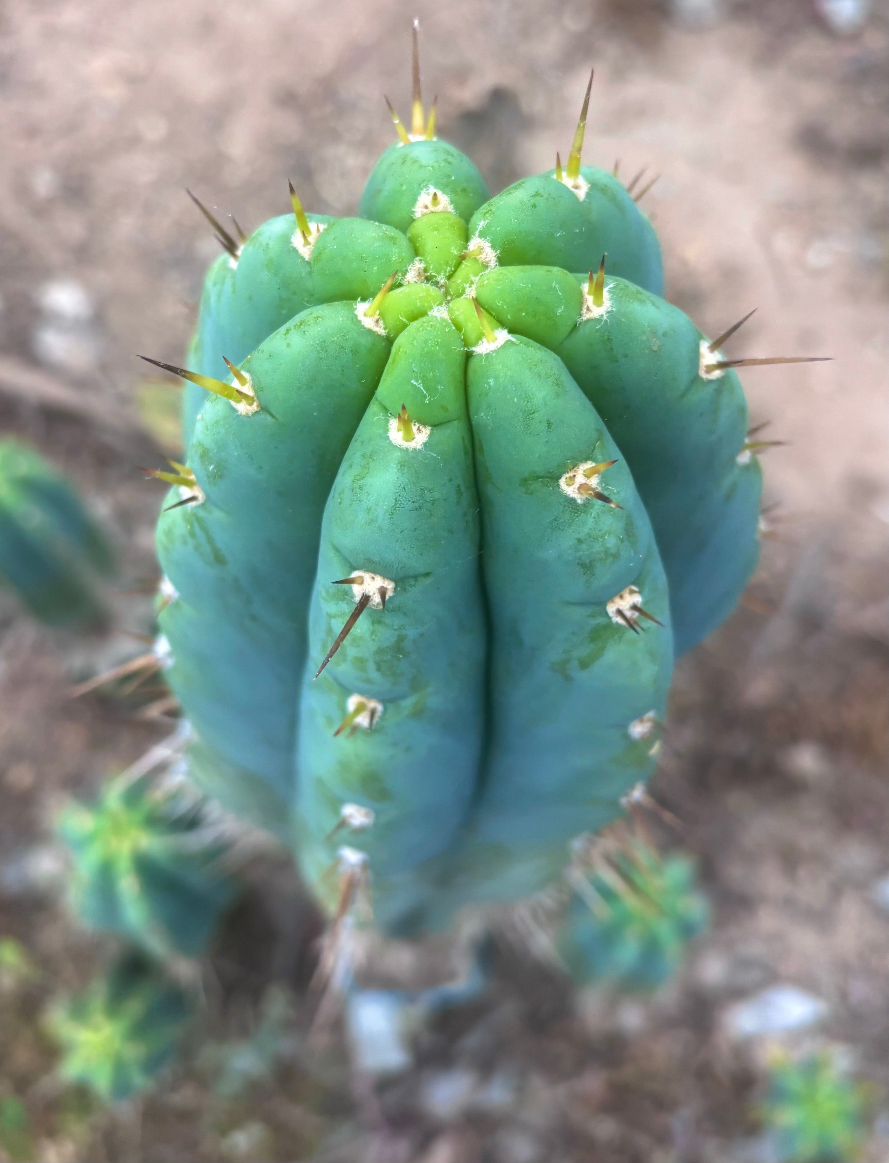 💎 Icaros x Malo4 — Massive 14” Tip