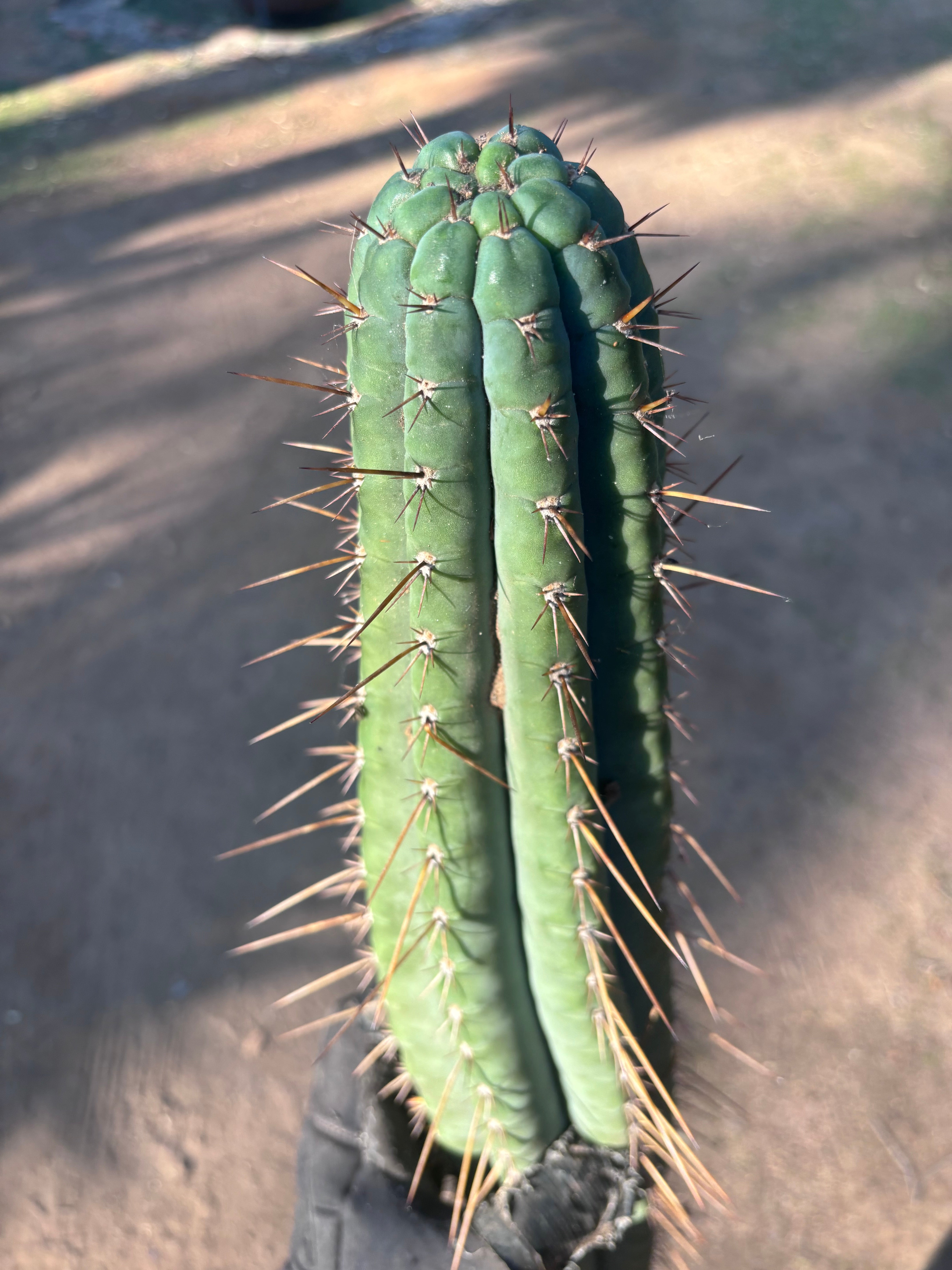 👑🌶️💎 Xochi — XXL 21” Tip