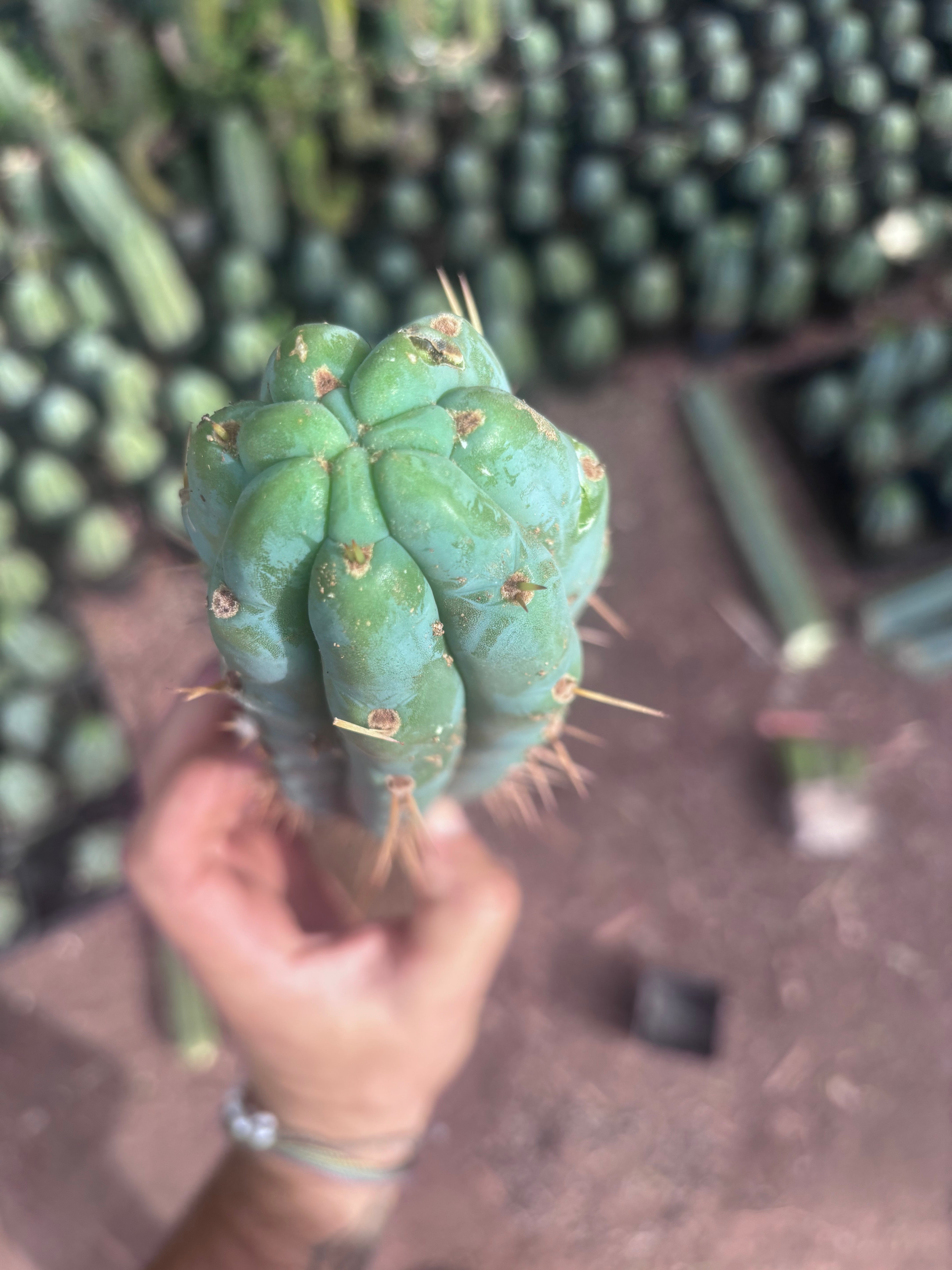 💎👑💎🌶️  Ashdod — 12” Pup