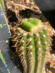 👑🌶️🌶️ KR04 — Rooted Slab Graft