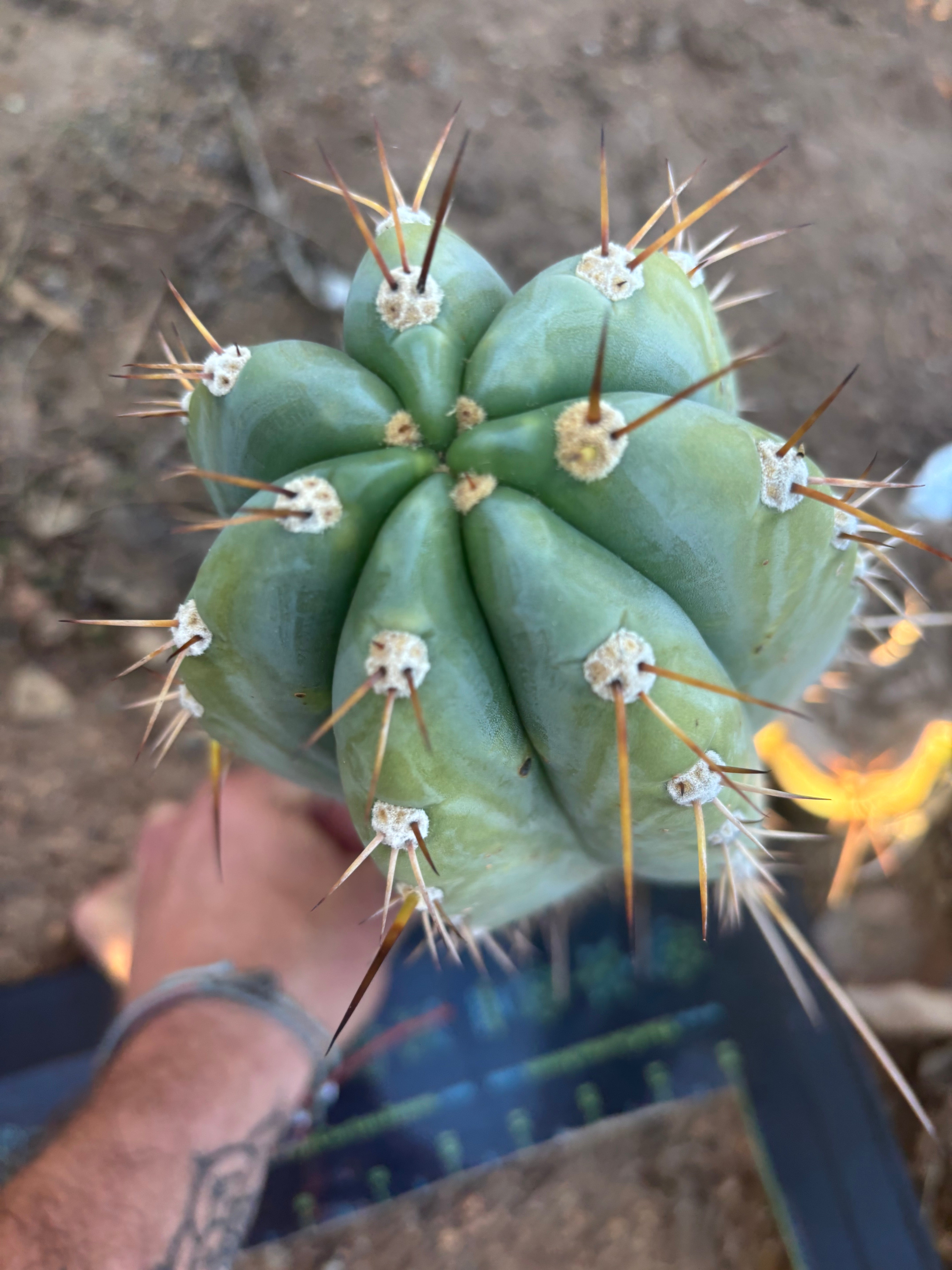 💎👑🌶️ CGG —  Another 12” Melon