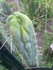 🌶️ Hammer Bridge — 12” FourWang Ribshifter