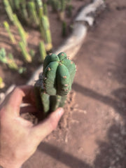 👑🌶️ Pierre — Pupped & Rooted Mid