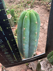 👑🌶️🌶️ Landfill — 10” Pup