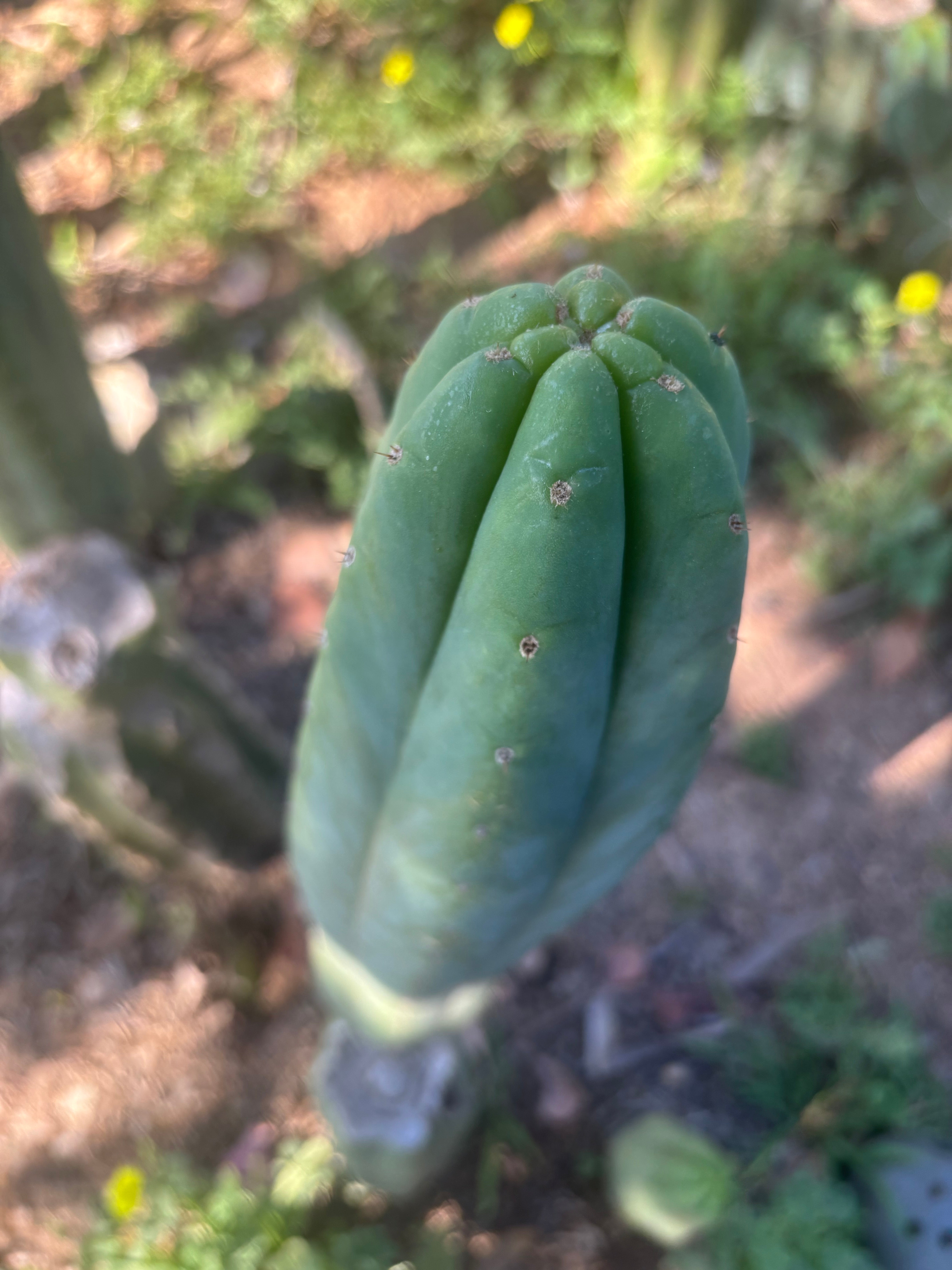 👑🌶️🌶️ Ogun — XL 14” Tip