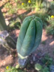 👑🌶️🌶️ Ogun — XL 14” Tip