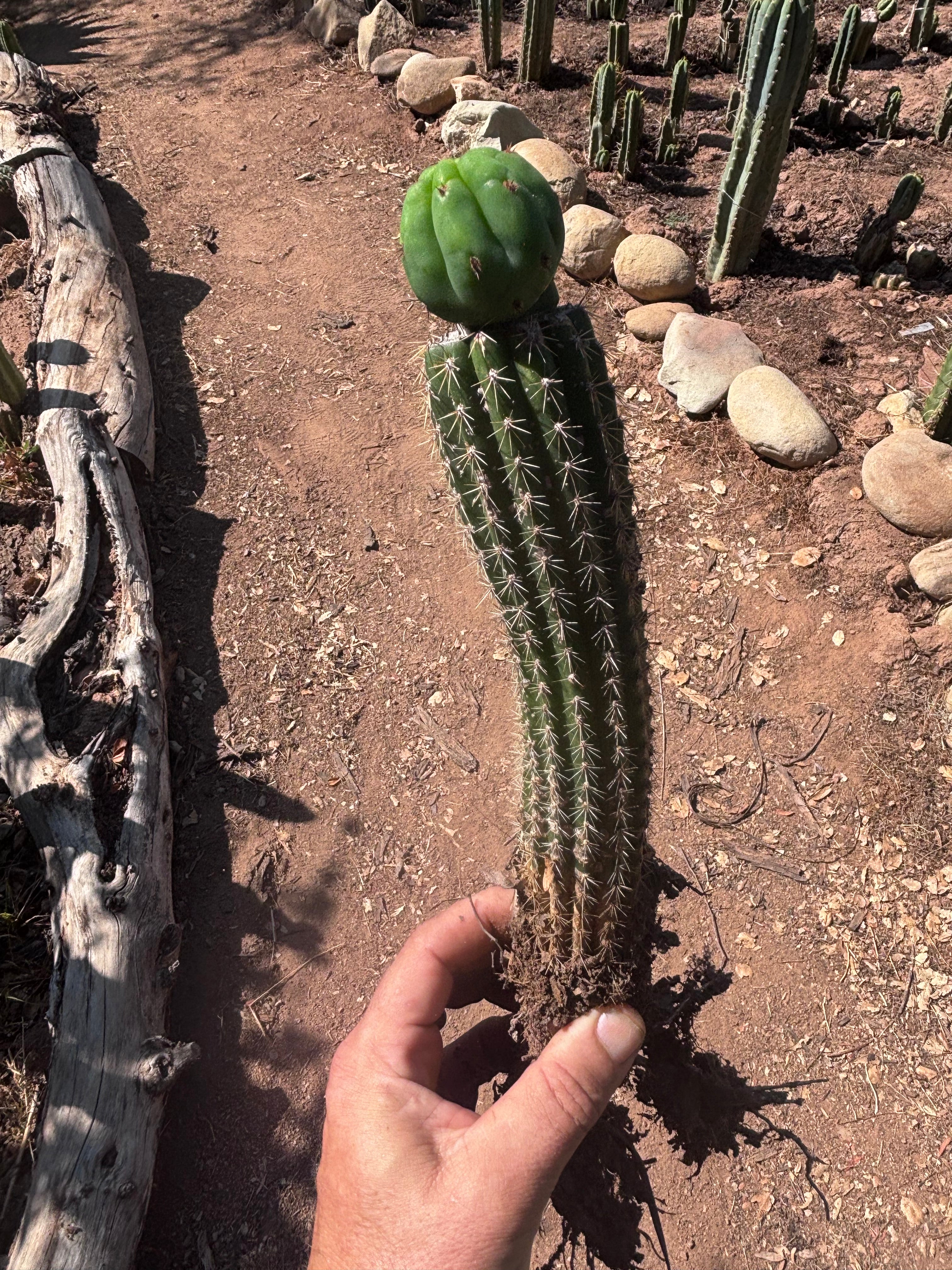👑🌶️🌶️ KR04 — Whole Rooted Graft