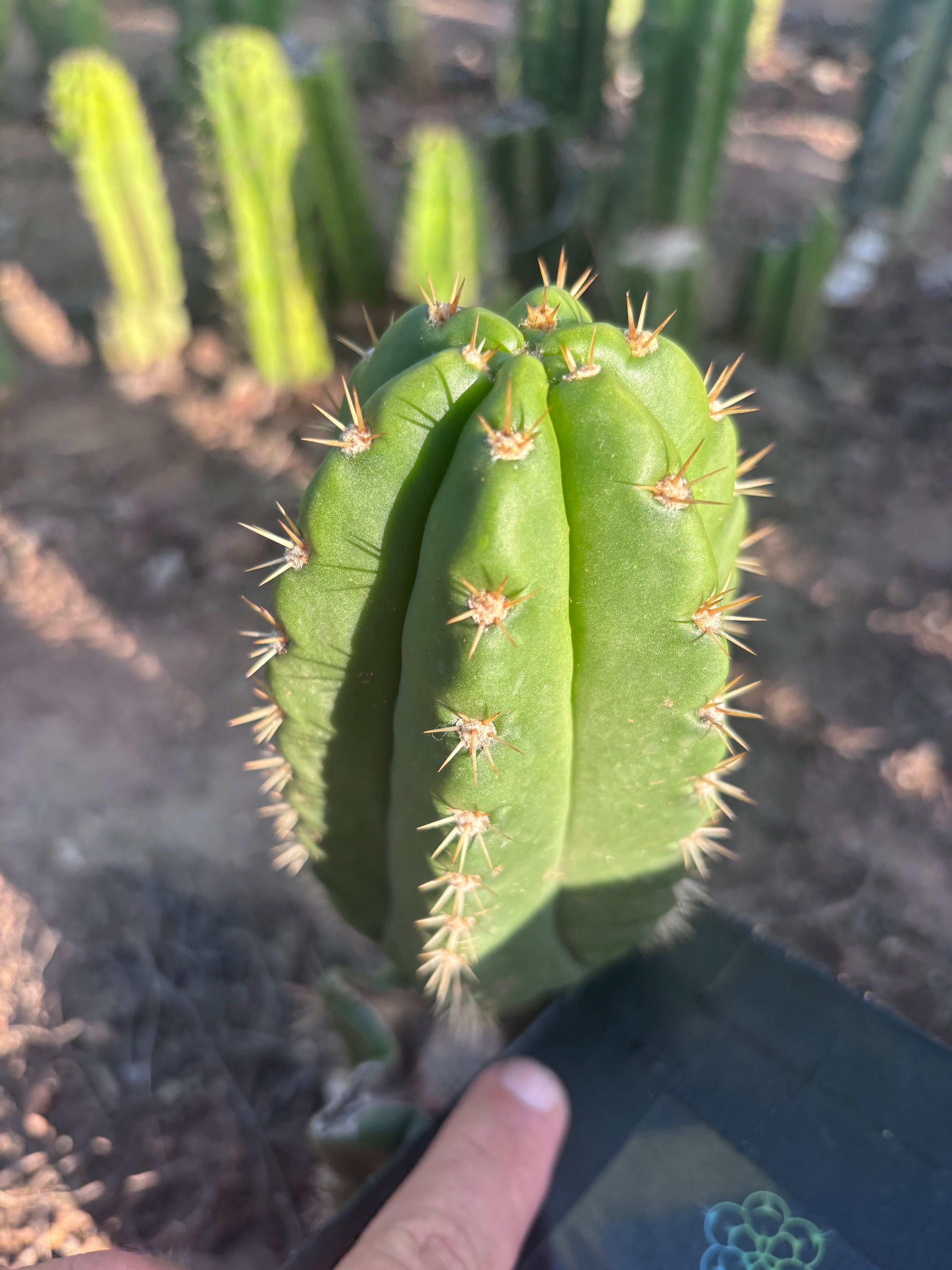 💎👑💎🌶️ CareBear — 6” Pup