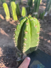 💎👑💎🌶️ CareBear — 6” Pup