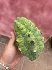 👑💎 BIG Glorp Chunk