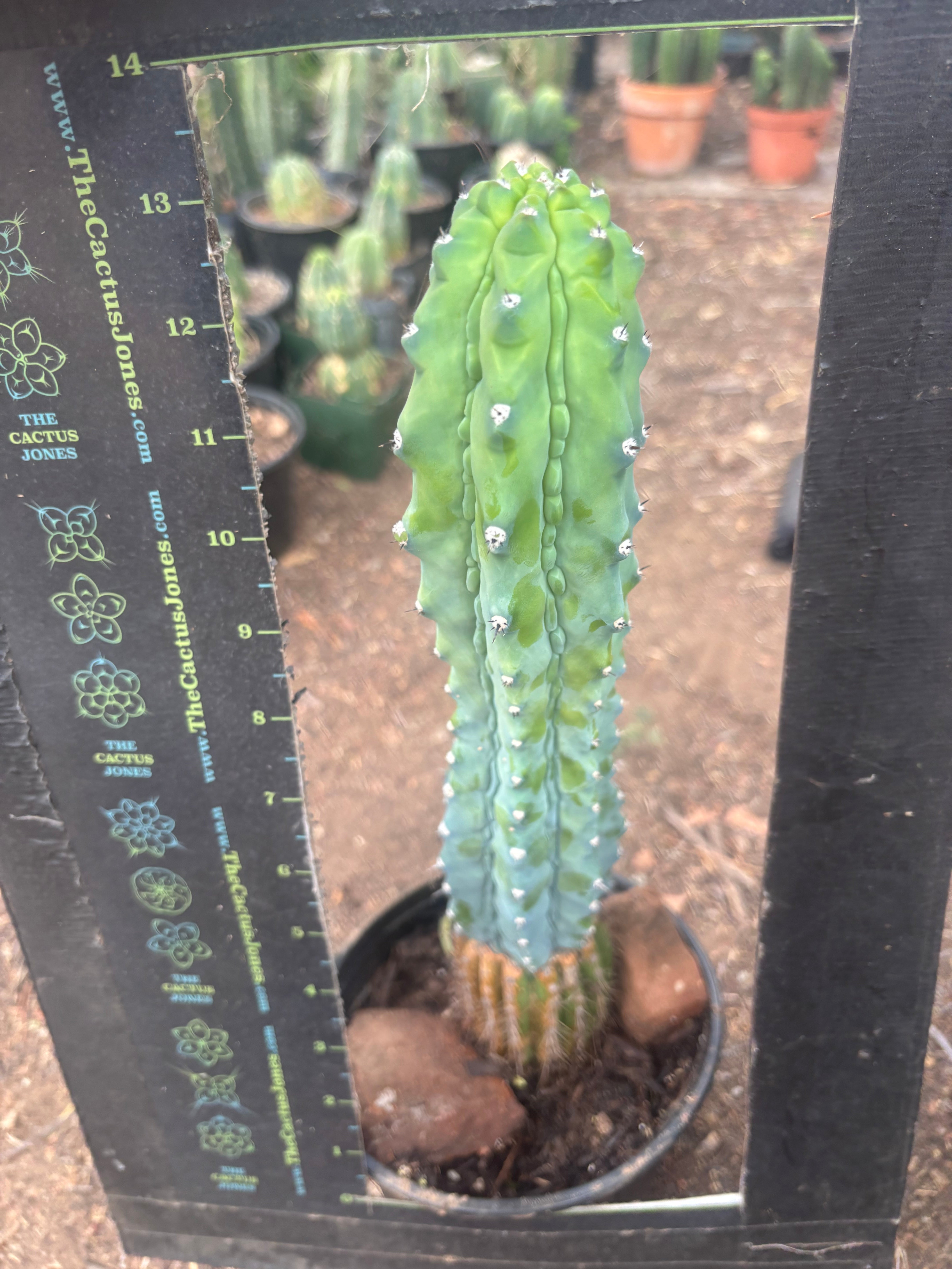 👑💎 Grecas — XL Established Tip Graft, Rooted