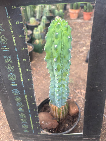 👑💎 Grecas — XL Established Tip Graft, Rooted