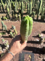 👑🌶️ Ecuadorian Pach — Rooted 15”