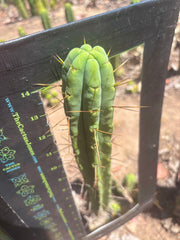 👑🌶️🌶️  Jiimz Twin — 15” Pup