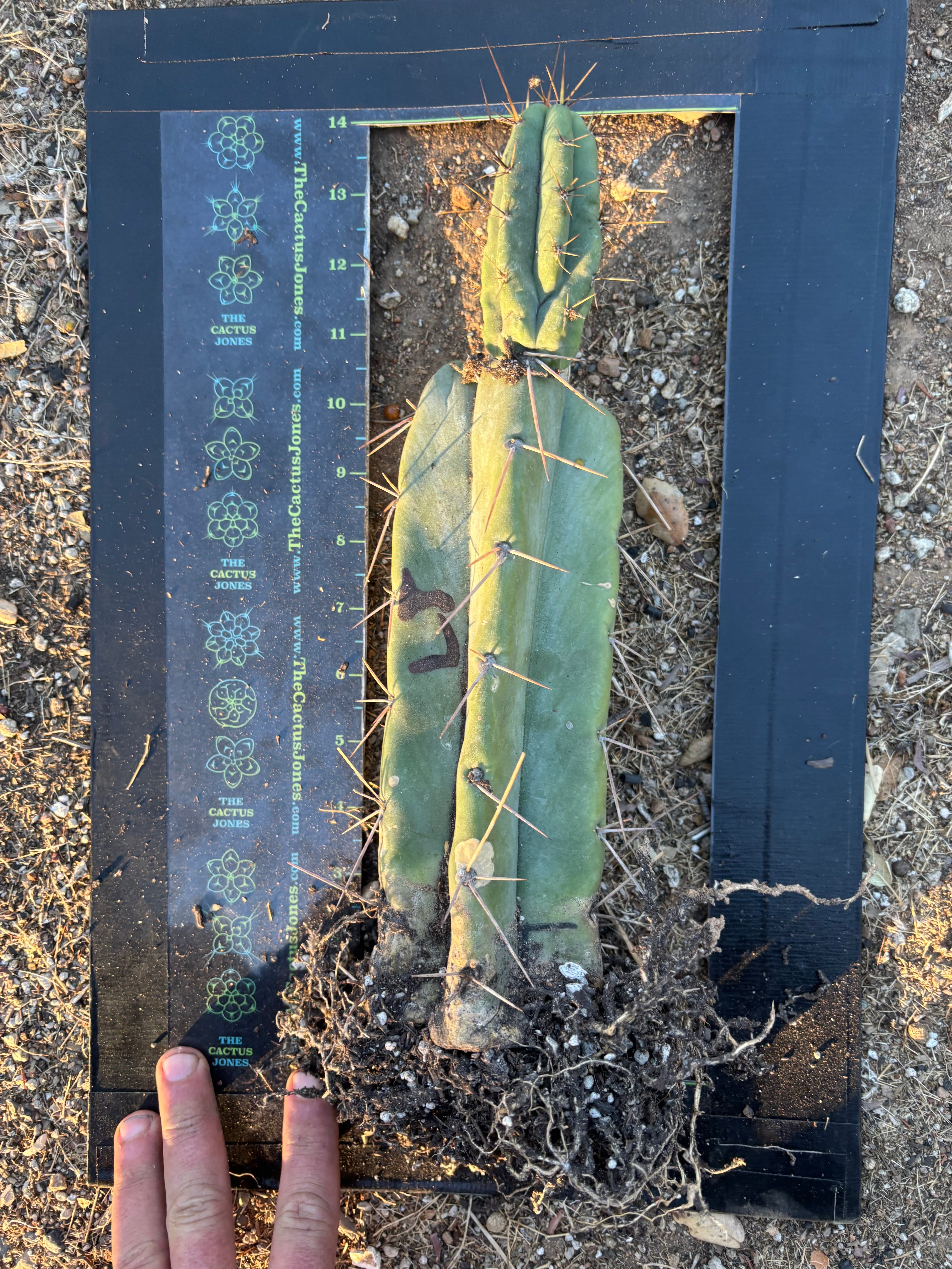 👑🌶️ Lumberjack— Rooted Mid w/Pup