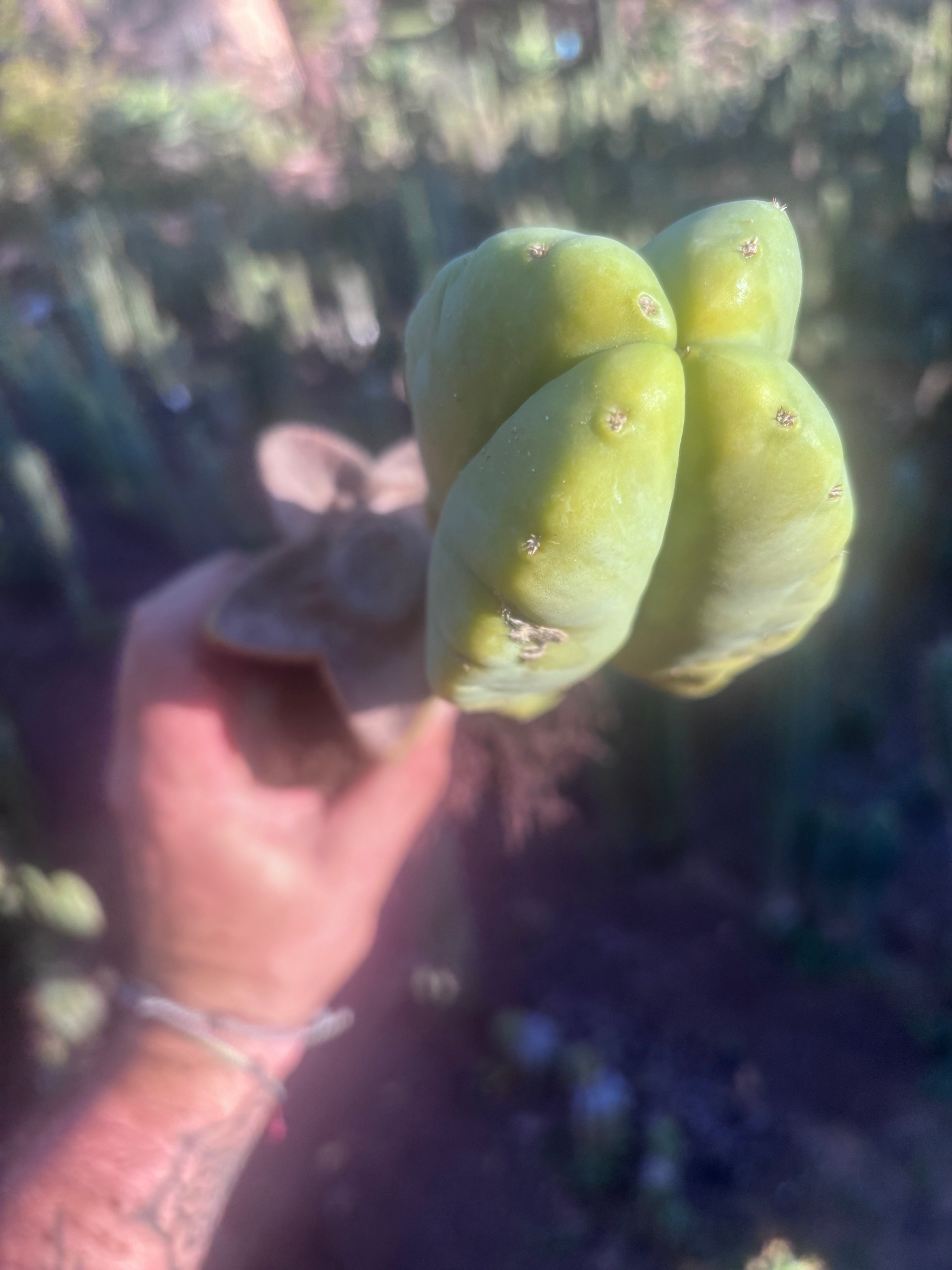 👑💎🌶️ Zulk — Rooted Mid with FourWang Pup