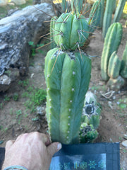 👑💎🌶️  CSD — Beefy Tip Graft